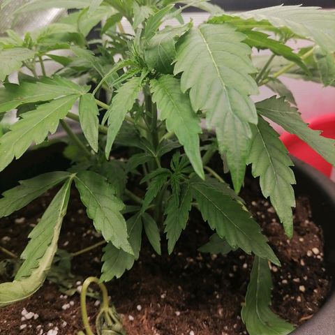 Purple Punch  growlog timeline photo