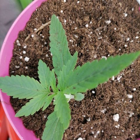Fruit Spirit growlog photo: Umgetopft 