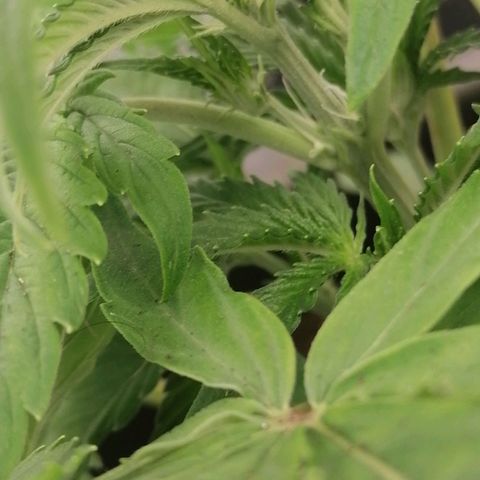Purple Punch  growlog photo: Heute morgen habe ich die Blütenstempel an mehreren Stellen bei beiden Pflanzen entdeckt 😀