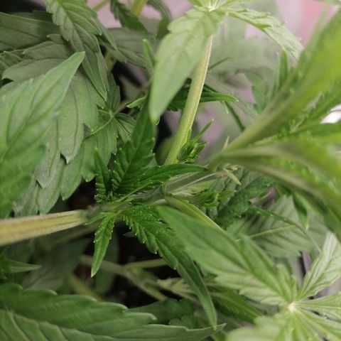 Purple Punch  growlog photo: Heute morgen habe ich die Blütenstempel an mehreren Stellen bei beiden Pflanzen entdeckt 😀