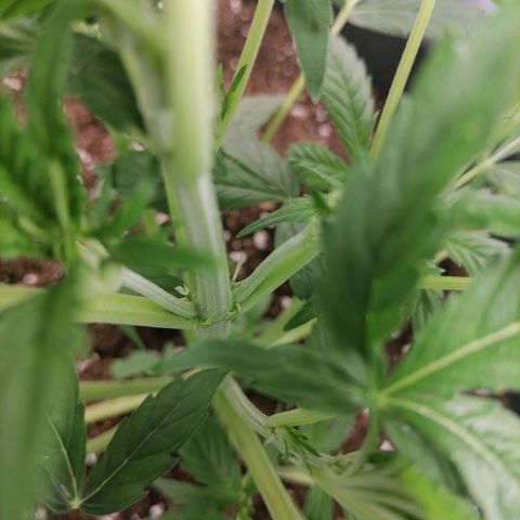 Purple Punch  growlog photo: Heute morgen habe ich die Blütenstempel an mehreren Stellen bei beiden Pflanzen entdeckt 😀