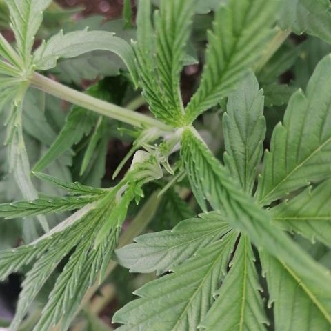 Purple Punch  growlog photo: Heute morgen habe ich die Blütenstempel an mehreren Stellen bei beiden Pflanzen entdeckt 😀