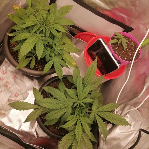 Purple Punch  growlog photo: Heute morgen habe ich die Blütenstempel an mehreren Stellen bei beiden Pflanzen entdeckt 😀