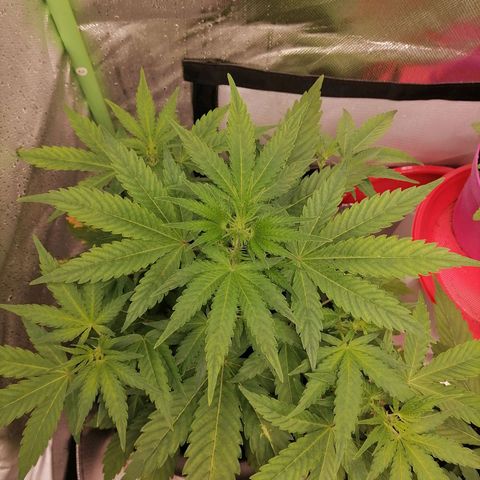 Purple Punch  growlog timeline photo