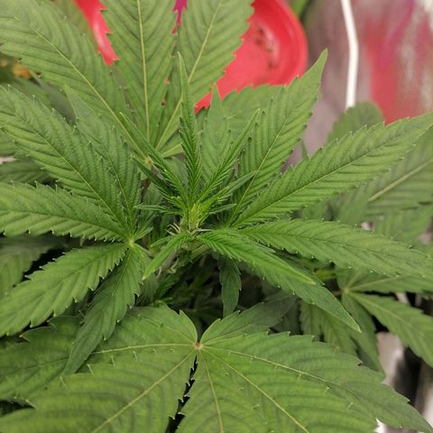 Purple Punch  growlog timeline photo
