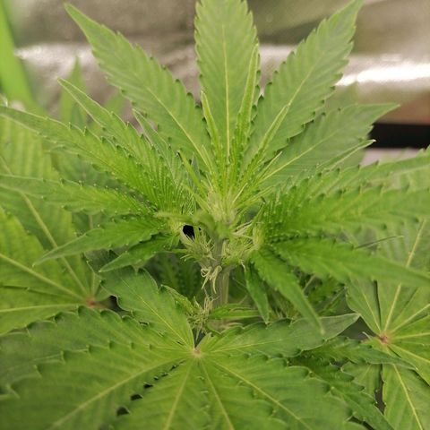 Purple Punch  growlog timeline photo