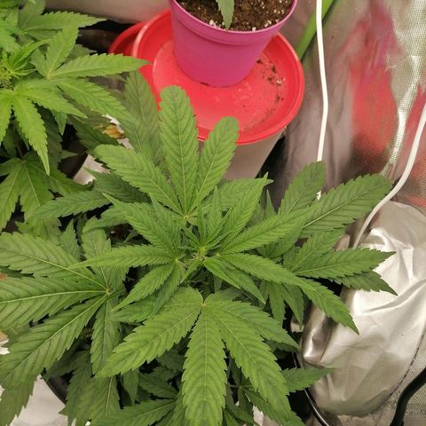Purple Punch  growlog timeline photo
