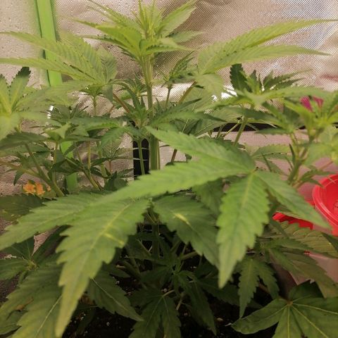 Purple Punch  growlog timeline photo