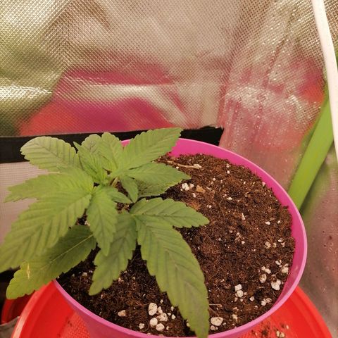 Fruit Spirit growlog timeline photo