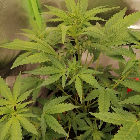Purple Punch  growlog timeline photo