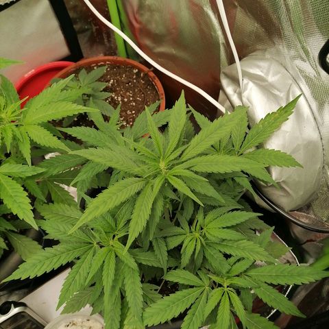 Purple Punch  growlog timeline photo