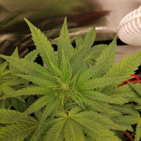 Purple Punch  growlog timeline photo