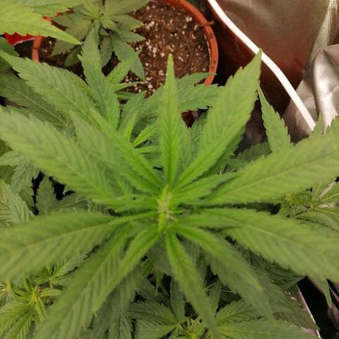 Purple Punch  growlog timeline photo