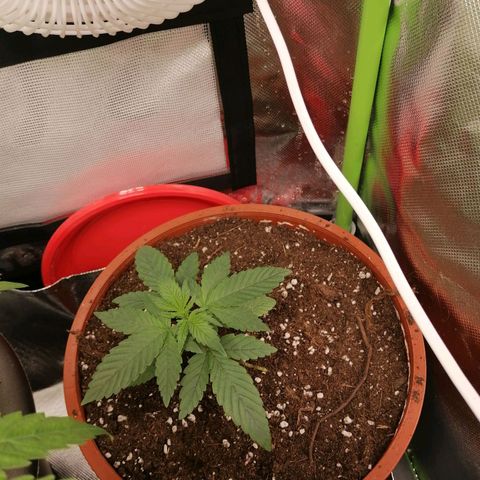 Fruit Spirit growlog timeline photo