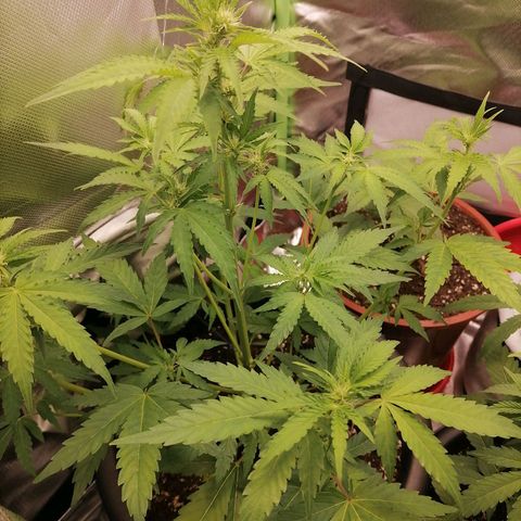 Purple Punch  growlog timeline photo