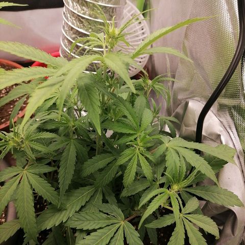 Purple Punch  growlog timeline photo