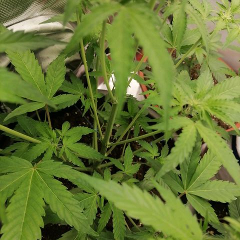 Purple Punch  growlog timeline photo