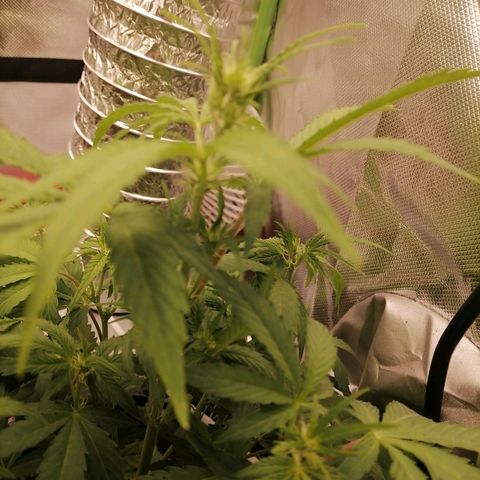 Purple Punch  growlog timeline photo