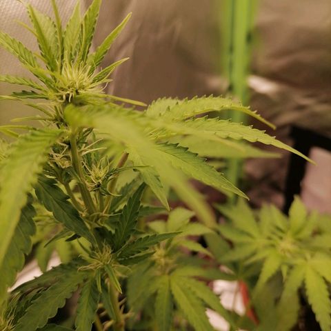 Purple Punch  growlog timeline photo