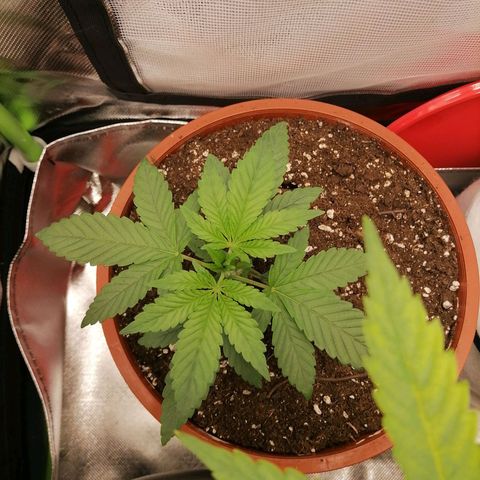 Fruit Spirit growlog timeline photo