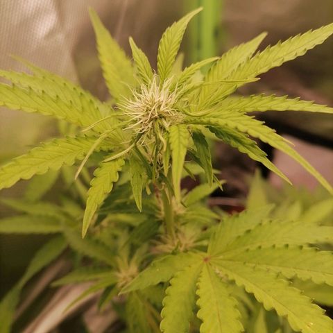 Purple Punch  growlog timeline photo