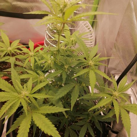 Purple Punch  growlog timeline photo