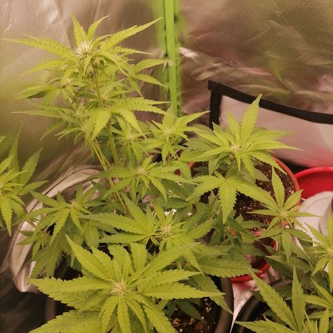 Purple Punch  growlog timeline photo
