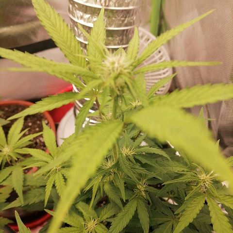 Purple Punch  growlog timeline photo
