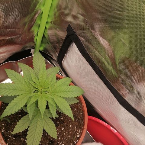 Fruit Spirit growlog timeline photo