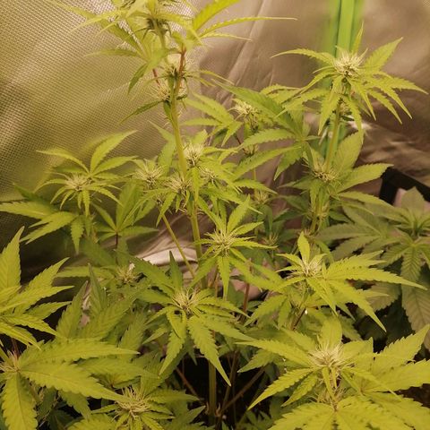 Purple Punch  growlog timeline photo