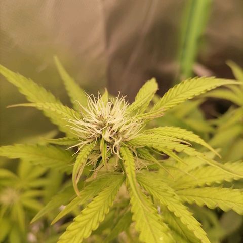 Purple Punch  growlog timeline photo