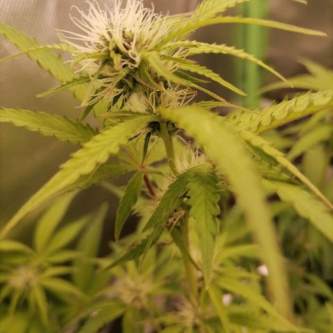 Purple Punch  growlog timeline photo