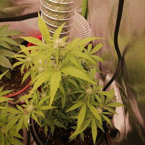 Purple Punch  growlog timeline photo