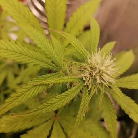 Purple Punch  growlog timeline photo