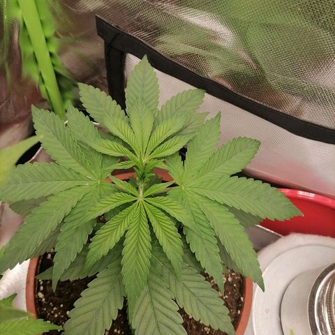 Fruit Spirit growlog timeline photo