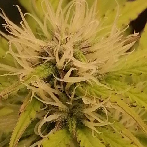 Purple Punch  growlog timeline photo