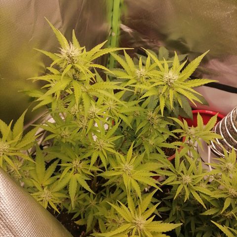 Purple Punch  growlog timeline photo