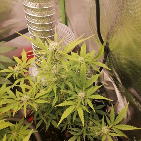 Purple Punch  growlog timeline photo