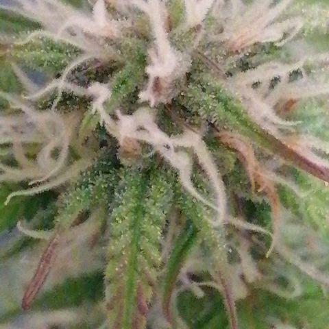 Purple Punch  growlog timeline photo