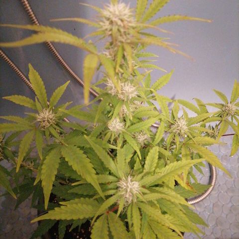 Purple Punch  growlog timeline photo