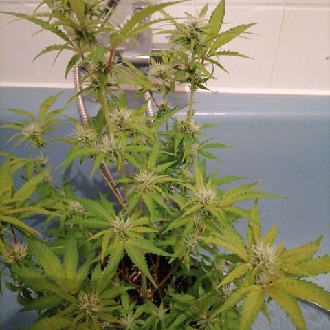 Purple Punch  growlog timeline photo