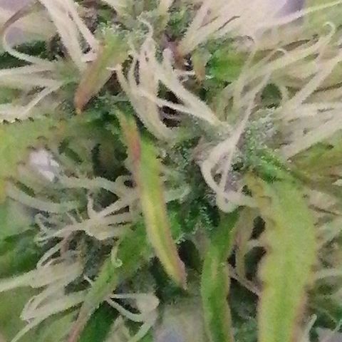 Purple Punch  growlog timeline photo