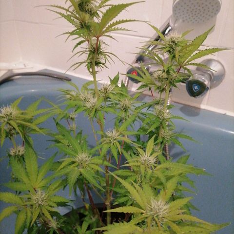 Purple Punch  growlog timeline photo