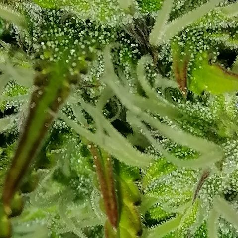 Purple Punch  growlog timeline photo