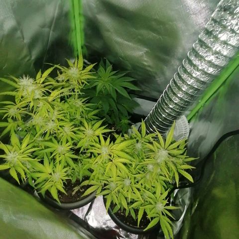 Purple Punch  growlog timeline photo