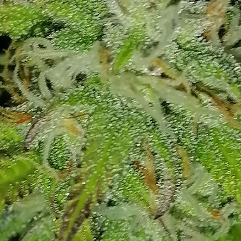 Purple Punch  growlog timeline photo
