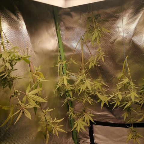 Purple Punch  growlog timeline photo