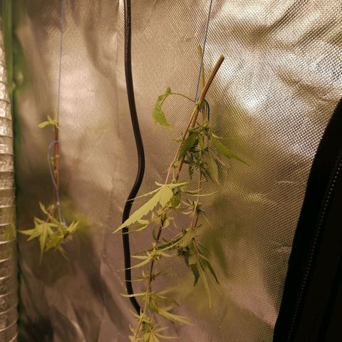 Purple Punch  growlog timeline photo