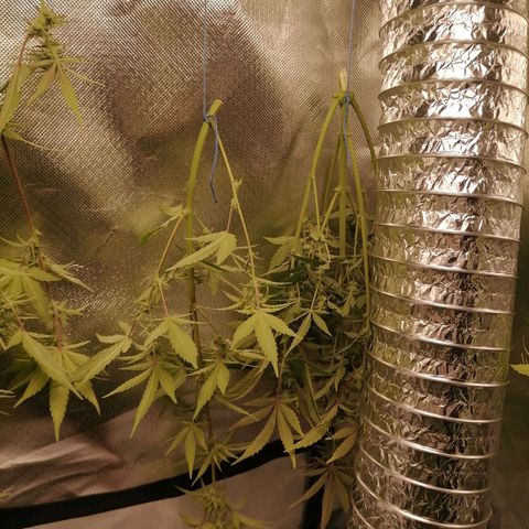 Purple Punch  growlog timeline photo