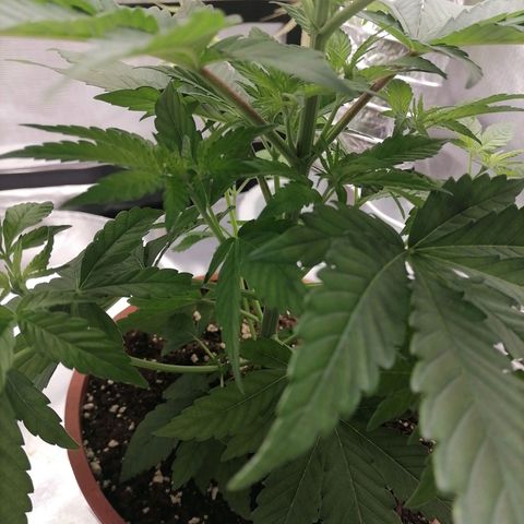 Fruit Spirit growlog timeline photo